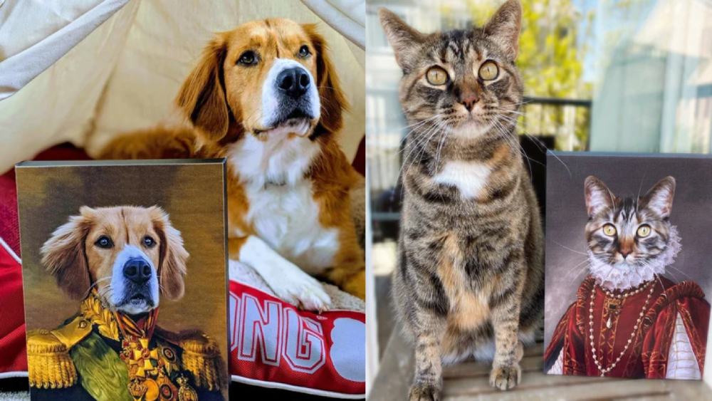 Unleash Your Inner Royal: A Look at Crown & Paw