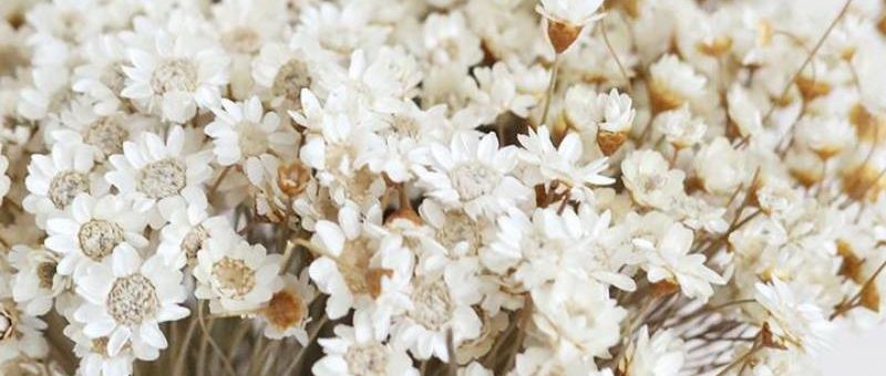 Afloral Discounts – Dried Flowers