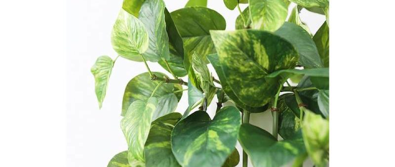 Afloral Coupons – Artificial Plants