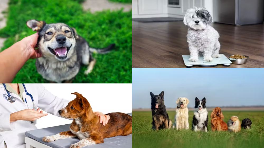 Unleashing Your Dog's Genetic Potential: A Deep Dive into Wisdom Panel